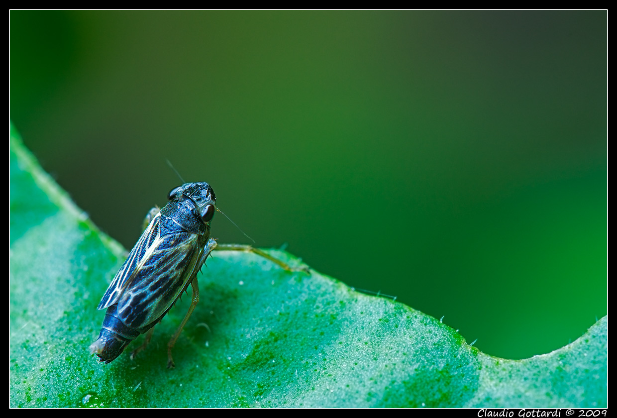 Cicadellidae: Evacanthus acuminatus del Trentino